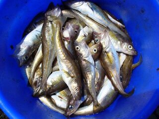 Бургас, мыс Коракя и порт: самодур, морские драконы, меджит и один лефар