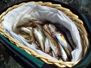 Бургас, мыс Коракя и порт: самодур, морские драконы, меджит и один лефар