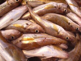 Бургас, мыс Коракя и порт: самодур, морские драконы, меджит и один лефар