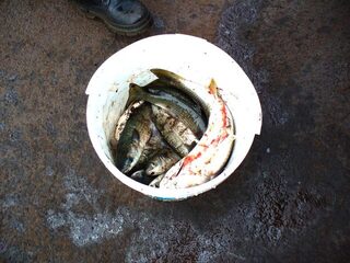 Болгария, Поморие и Порт Бургас: морская рыбалка за калканом и кефалью