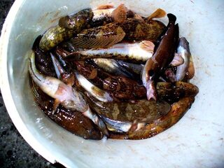 Черное море: ночная ловля бычка на мясные наживки, уловы ноября 2008 года