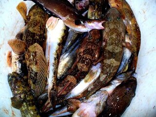Черное море: ночная ловля бычка на мясные наживки, уловы ноября 2008 года
