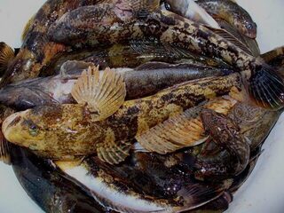 Черное море: ночная ловля бычка на мясные наживки, уловы ноября 2008 года