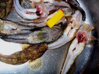 Черное море: ночная ловля бычка на мясные наживки, уловы ноября 2008 года