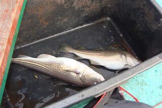 Калининград, Балтийское море: морская ловля трески в отвес и на тяжелый джиг