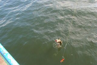 Калининград, Балтийское море: морская ловля трески в отвес и на тяжелый джиг