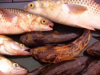 Болгария, порт на Чёрном море - ночная ловля бычка на волту перед днем Св. Николая