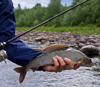 Норвегия, река Glomma и Atna river: ловля форели и хариуса спиннингом и бомбардой на течении