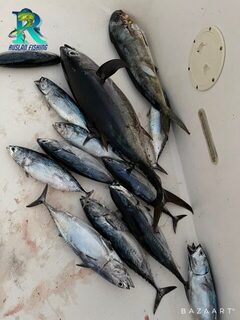 Морская рыбалка в ОАЭ у Фуджейры: поиск точек на эхолоте, бонито и Yellowfin
