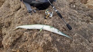 ОАЭ: морская рыбалка с камней у берега на микроджиг и тяжелые пилькеры