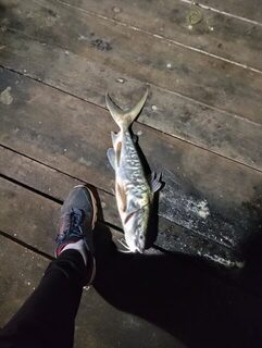 ОАЭ: морская рыбалка с берега, пилькеры на рассвете и ночная ловля на насадку