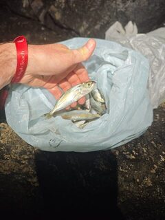 Морская рыбалка в ОАЭ с сапборда у каменного мыса на вечернем выходе в море