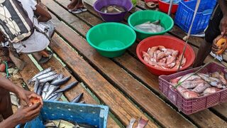 Морская рыбалка на Кабо-Верде: сарган, эмберджек и Блюраннер на приманки