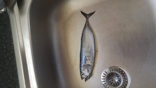 Кипр: утренняя морская рыбалка со спиннингом и пеламидой после обрывов