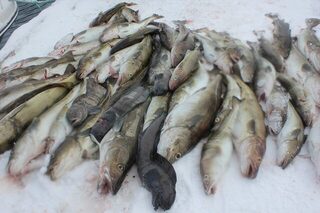 Морская рыбалка в Северной Норвегии у острова Сёрёйя: поездка за крупной рыбой