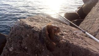 Равда, Болгария: первая рыбалка в Черном море со спиннингом, микроджиг и сарган