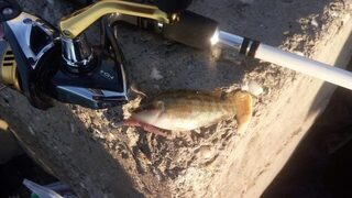Равда, Болгария: первая рыбалка в Черном море со спиннингом, микроджиг и сарган