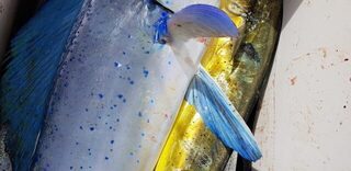 Доминикана: морская рыбалка с лодки за дорадо, ваху, макрелью и барракудой