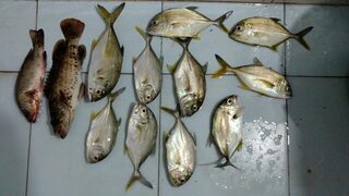 Рыбалка в Гоа: Чапора, Арамболь и ловля каранкса с пилькерами на островах на рассвете