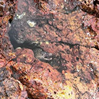 Индия, Северный Гоа: морская рыбалка с берега у камней, баррамунди и снеппер