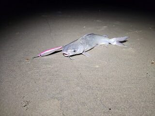Морская рыбалка в Гоа, у устья Сала: вечер с попперами и тонущим стиком