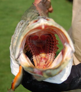 Гоа, Бага-Бич в Индии: ночная ловля воблерами с берега и утренний троллинг у Вагатора
