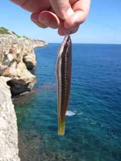 Каталония, Испания: морская рыбалка с червями в прозрачной воде на каменного окуня