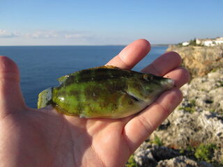 Каталония, Испания: морская рыбалка с червями в прозрачной воде на каменного окуня