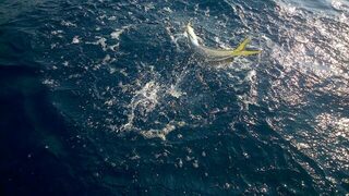 Испания, дельта реки Эбро: ловля тунца по котлам на морской спиннинг с моторной лодки