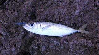 Испания: утренняя морская рыбалка в непогоду, когда ставрида почти отошла