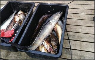 Норвегия, Сенья и Gryllefjord: морская ловля трески, пикши и окуня в океане в конце мая