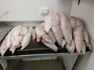 Норвегия: заключительная морская рыбалка за сайдой, макрелью и треской перед отъездом