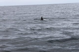 Норвегия: рыбалка с лодки, где за крупной рыбой приходится выходить в море