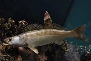 Майские Лофотены: морская ловля крупной трески у Кабельвога в Норвегии