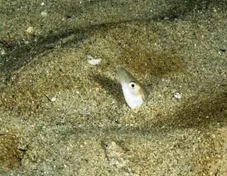 Люнген-фьорд в Норвегии: ловля трески и сайды в толще воды под морской птицей