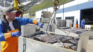 Рыбалка в Норвегии: черный палтус у Тромсе на глубинах со спиннингом и донной оснасткой