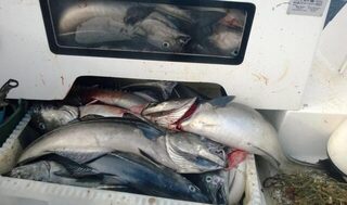 Морская рыбалка в Норвегии в августе: крупная сайда и треска в открытом море