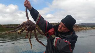 Норвегия: морская рыбалка за крабом с надувной лодки, треска тоже была