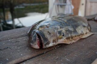 Норвегия: морская рыбалка с лодки, палтус 57 килограммов и долгое вываживание со сломанным удилищем