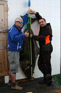Норвегия: морская ловля палтуса с лодки, рекордный трофей на 63 кг после почти получаса борьбы