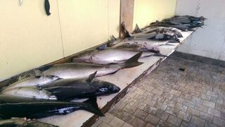 Северная Норвегия, Люнген-фьорд: морская ловля трески и сайды с лодок летом