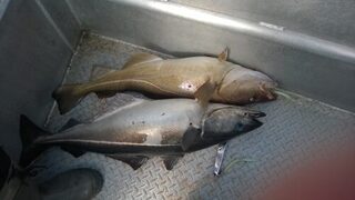 Северная Норвегия, Люнген-фьорд: морская ловля трески и сайды с лодок летом
