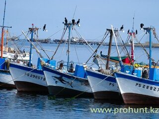Тумбес, Перу: морская рыбалка троллингом за махи-махи, тунцом и желтохвостиком в океане