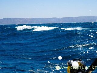 Тумбес, Перу: морская рыбалка троллингом за махи-махи, тунцом и желтохвостиком в океане