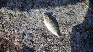 Морская рыбалка в Турции: в Алании ракушка сработала лучше курицы на море