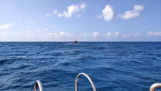 Турция, Алания: морская ловля фугу коротким спиннингом в ветер и волну