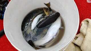 Турция, Алания: морская ловля фугу коротким спиннингом в ветер и волну