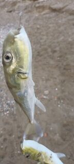 Утренняя морская рыбалка новичка в Алании, Турция: неизвестная, возможно ядовитая рыба