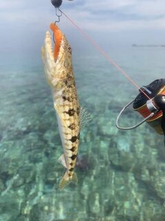 Египет, Красное море: рыбалка на кораллах, группер и защита ног у берега