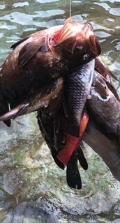 Морская рыбалка в Египте, Марса-Алам: местные подсказки, поездки и поиск хорошей рыбы
